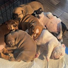 Bulldog puppies from London's Bears English Bulldogs