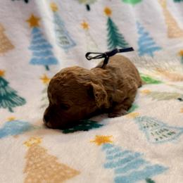 Dash - Red male Cavapoo puppy in Preston, Idaho from Shaffer Top Notch Puppies