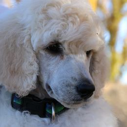 Princess - White female Poodle puppy in Ephrata, Washington from NCR Ranch