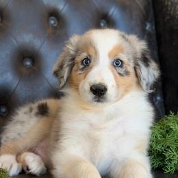 Stryker- Has Tail and Videos - Blue merle male Australian Shepherd puppy in Troy, South Carolina from Lana Corley- Australian Shepherds of 3/W Farms