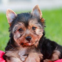 Enchanting Girl - Black and gold female Yorkshire Terrier puppy in Stanton, California from Essence of Grace Yorkies