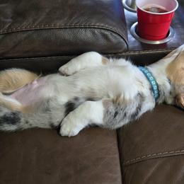 American Corgi and Border Collie Puppies from Duncan's Border Collies and Corgis