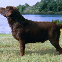 Labrador Retriever All Grown Up from Sampson Labrador Retrievers