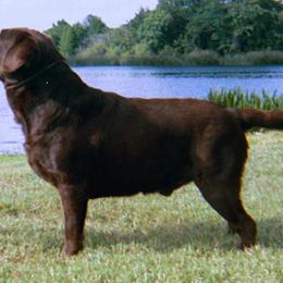 Labrador Retriever All Grown Up from Sampson Labrador Retrievers