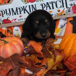 Chestnut - Black and tan male Dachshund puppy in Bay Springs, Mississippi from JV'S Little Legends Dashounds