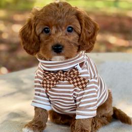 Brown - Red  male Goldendoodle puppy in Hesperia, Michigan from Red Acres Poodles & Doodles