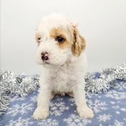 Chili - Red male Bernedoodle puppy in Granton, Wisconsin from Rose River Farms