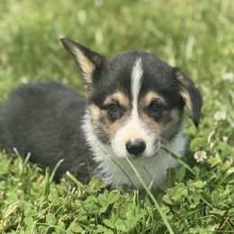 Ross - Black and white male American Corgi puppy in Mount Carmel, Tennessee from Hidden View Farm