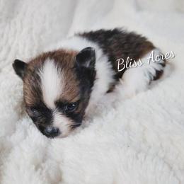 Tiny boy - Red parti male Pomeranian puppy in Ponca City, Oklahoma from Bliss Acres Farm