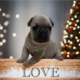 Love - Blue fawn female French Bulldog puppy in Peru, Indiana from Angie's Little Bostons And Frenchies