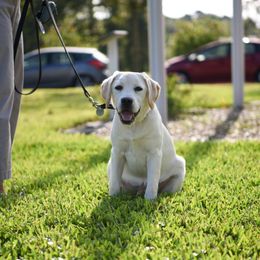 Labrador Retriever Puppies from Hero Labradors