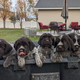 Wirehaired Pointing Griffon puppies from Mountain River Griffons