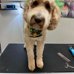 Remi - Goldendoodle