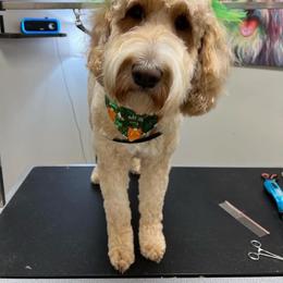 Remi - Goldendoodle