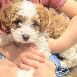 Peanut - Blenheim female Cavapoo puppy in Acworth, Georgia from Cumberland Cavaliers