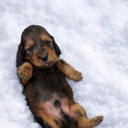 Buckley - Red male Dachshund puppy in Alexander, North Dakota from Wild Rose Ridge Doxies