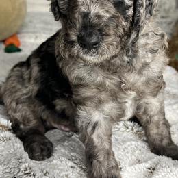 Bernedoodle and Poodle Puppies from Connie Wilkinsom