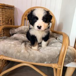 Lime green collar - Black tri-color male Australian Shepherd puppy in Grand Saline, Texas from Murphy Ranch Australian Shepherds