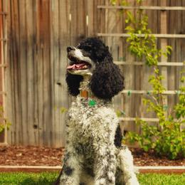 Lady - Poodle