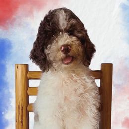 McLaren - Red merle male Aussiedoodle puppy in Springfield, Missouri from Aspen River Doodles