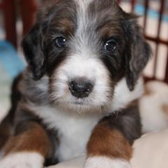 Australian Mountain Doodle, Australian Shepherd, Bernedoodle, Labradoodle, and Poodle Puppies from Island View Poodles & Doodles