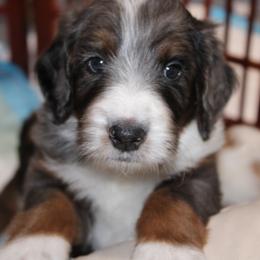 Australian Mountain Doodle, Australian Shepherd, Bernedoodle, Labradoodle, and Poodle Puppies from Island View Poodles & Doodles