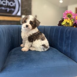 C E D A R - Teddy Bear - B O Y - Merle male Yorkipoo puppy in Pleasant View, Utah from Anchor Dogs
