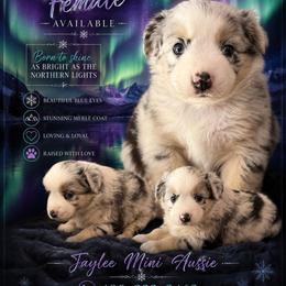 Kodak - Blue merle female Miniature Australian Shepherd puppy in San Tan Valley, Arizona from Jaylee's Miniature Australian Shepherds