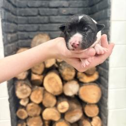Jake - Black and white male Border Collie puppy in Taylor, Arizona from Vowell Farm Border Collies