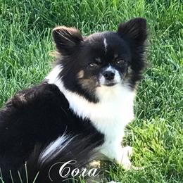 Classical Honeymoon Encore  - Chihuahua