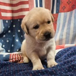 Boy 2 - Yellow male Labrador Retriever puppy in Latrobe, Pennsylvania from Stone Shoe Ranch Labrador Retrievers