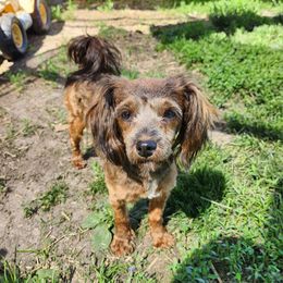 Havanese Puppies from Hoku Havanese
