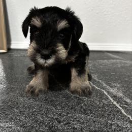 Tan Collar - Black and silver male Miniature Schnauzer puppy in Houston, Texas from Silver Paw Ranch
