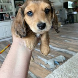 Dachshund Puppies from Sugar Creek Mini Doxies