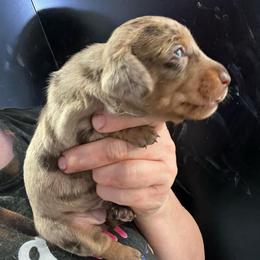 Daisy - Dapple female Dachshund puppy in Bigfork, Minnesota from Dachshunds Up North