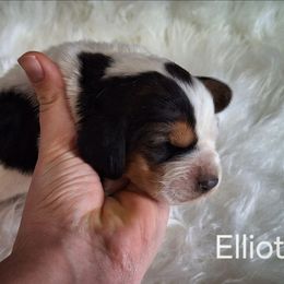 Elliott - Black brown and white male Basset Hound puppy in Mack's Creek, Missouri from Mack's Creek Basset Hounds