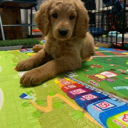 Boy 3 - Oscar - Cream Goldendoodle puppy in Waterford, Pennsylvania from Ruby’s Mini Goldendoodles