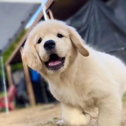 Golden Retriever Puppies from Bear State Golden Retrievers