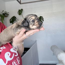 Fern - Cream male Dachshund puppy in Fort Worth, Texas from The Holloway Dachshunds