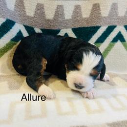 Allure - Tri-color female Bernedoodle puppy in Sandy, Oregon from MC Doodles