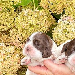 Brown and white girl 2 - Brown and white female Cocker Spaniel puppy in Oregon from Doc's Cockers