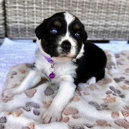 Australian Shepherd Puppies from Raybell Ridge Farm