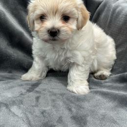 Boy 1 - Gold male Havanese puppy in Manteca, California from Once Upon A Havanese