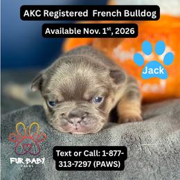 Jack - Tricolors male French Bulldog puppy in Michigan from Fur Baby Farms