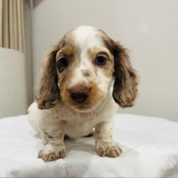 James - Dapple male Dachshund puppy in Altus, Oklahoma from Johnson Prairie Pups