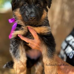 "Pink girl, Katiya vom Schonwasser (2022)" German Shepherd Puppies from Schonwasser Shepherds