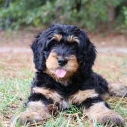 Silvermist - Phantom Bernedoodle puppy in Broadway, North Carolina from Dixie’s Darling Doodles