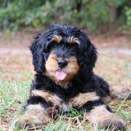 Silvermist - Phantom Bernedoodle puppy in Broadway, North Carolina from Dixie’s Darling Doodles