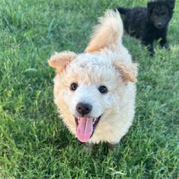 Fiji - Yellow female Mudi puppy in Valley Mills, Texas from Graves Farm Mudi