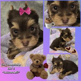 Girl 2 - Chocolate and tan female Yorkshire Terrier puppy in Gatesville, Texas from Schultz Yorkies byGrace